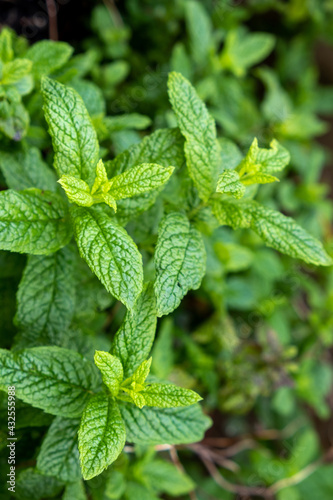 Fresh green spearmint plant background, texture, springtime herb