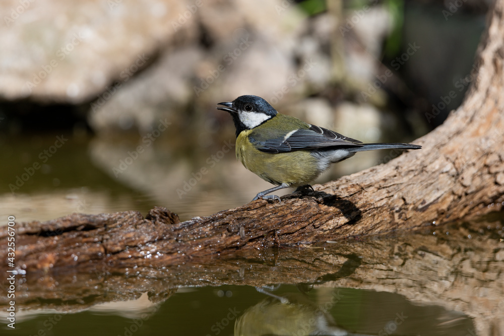 carbonero común posado en el estanque del parque (Parus major) carbonero común posado en el estanque del parque (Parus major)