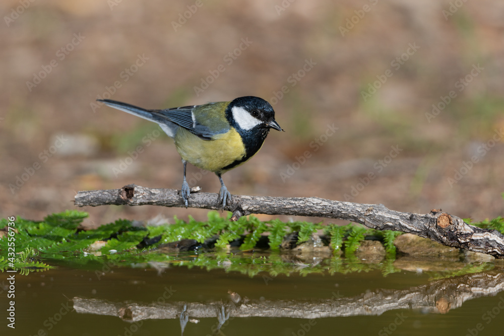Obraz premium carbonero común bebiendo en el estanque del parque (Parus major)