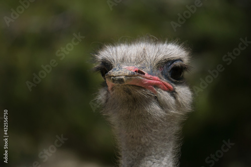portrait of ostrich in the field © Javier Ocampo Bernas