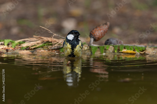 carbonero común bañándose en el estanque del parque  (Parus major) © JOSE ANTONIO