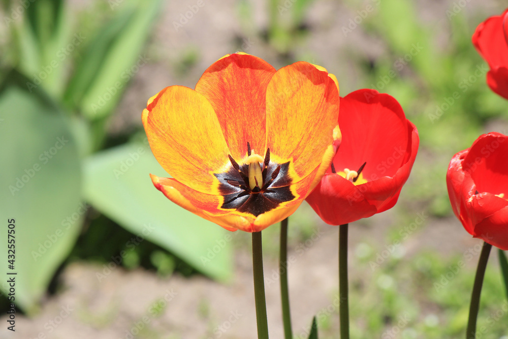 beautiful bright spring tulips in the garden bed beautiful bright spring tulips in the garden bed