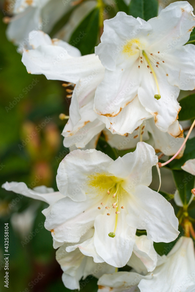rhododendron flower rhododendron flower