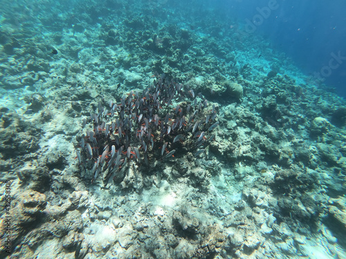 Fototapeta Naklejka Na Ścianę i Meble -  Schools of colorful tropical fish swimming around corals in a tropical reef in Maldives.