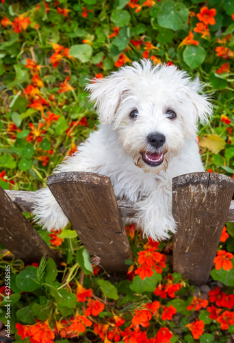 Puppy terrier dog in flower...