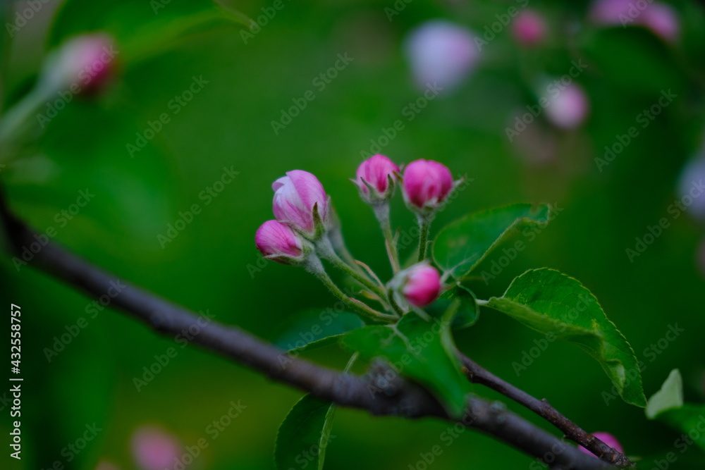 bright pink and white flowers on trees, blooming, spring landscape, beautiful background. High quality photo bright pink and white flowers on trees, blooming, spring landscape, beautiful background. High quality photo