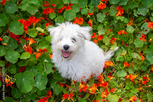 Puppy terrier dog in flower...