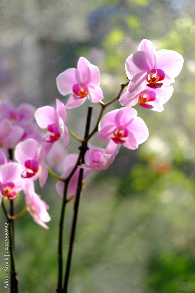 orchids bloom in spring. Spring bloom of a variety of orchids. A blooming orchid of genus phalaenopsis. Beautiful pestle of orchid. House flora, blooming orchid close-up. Orchid flower. High quality orchids bloom in spring. Spring bloom of a variety of orchids. A blooming orchid of genus phalaenopsis. Beautiful pestle of orchid. House flora, blooming orchid close-up. Orchid flower. High quality