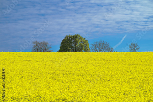 field