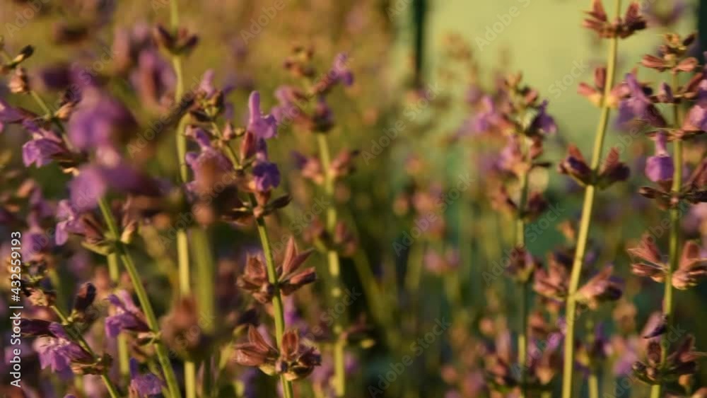 Field with blossom sage plants during golden sunset, relaxing nature view
Field with blossom sage plants during golden sunset, relaxing nature view