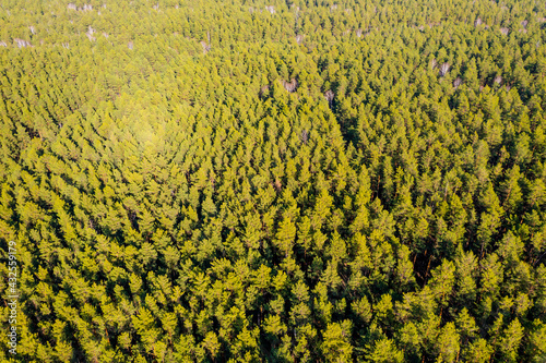 Aerial view spring forest. Natural green background. Photo from drone