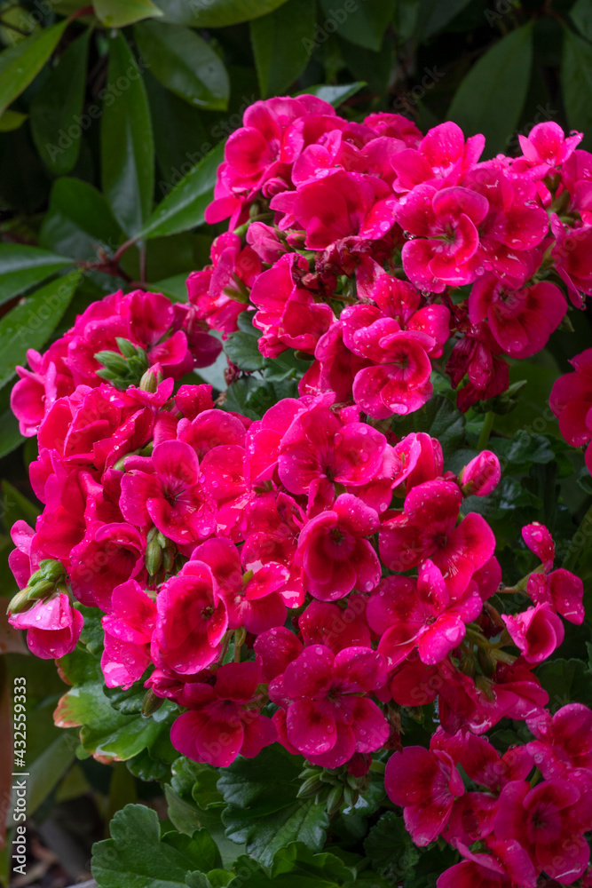 Beautiful geranium flowers in the garden Beautiful geranium flowers in the garden