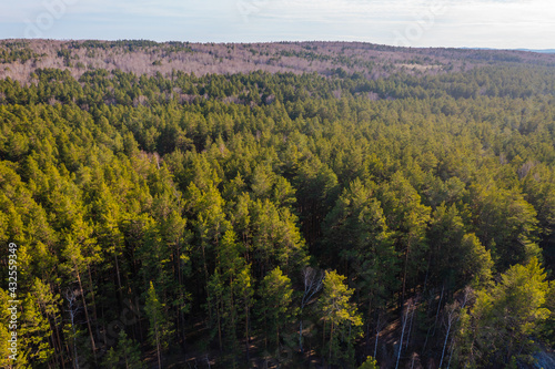 Aerial view spring forest. Natural green background. Photo from drone