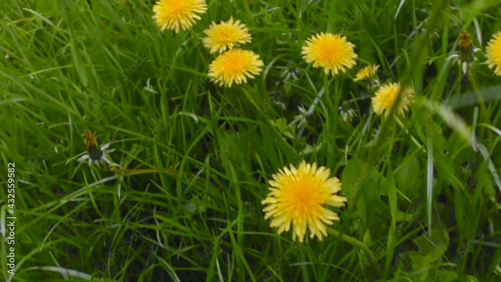 Flower meadow of many dandelions yellow dandelions Flower meadow of many dandelions yellow dandelions