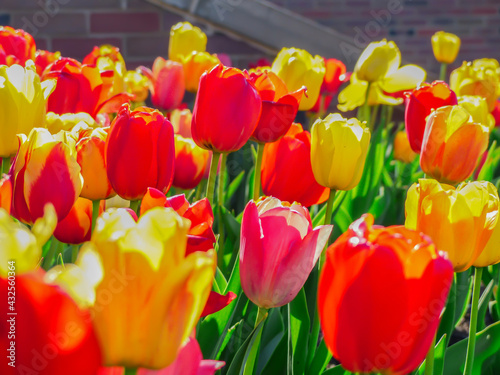 colorful blossoming tulip field