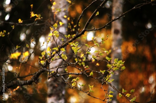 Birch leaves at sunset