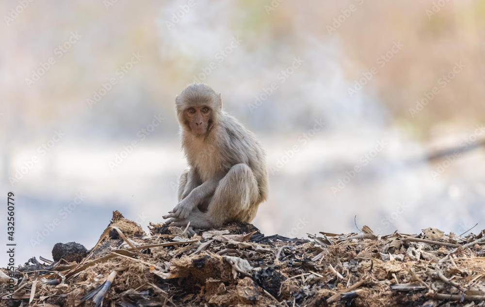 Obraz premium Rhesus macaque (Macaca mulatta) or Indian Monkey sitting on dry garbage with fire smoke in the background.