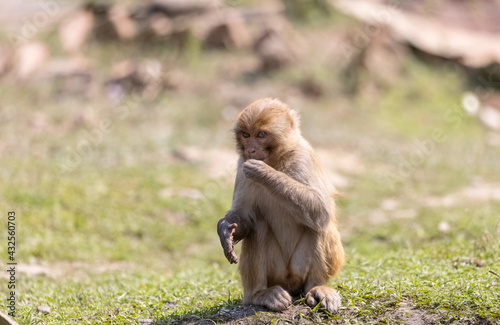 Rhesus macaque (Macaca mulatta) or Indian Monkey in forest sitting on tree.