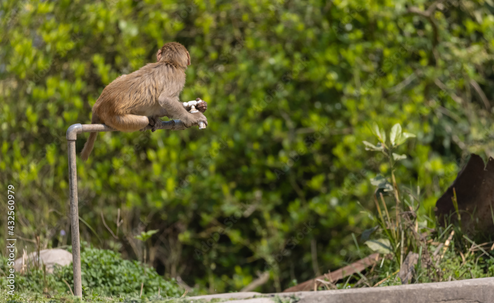 Rhesus macaque (Macaca mulatta) or Indian Monkey tring to drink water from dry water tab in the forest. Rhesus macaque (Macaca mulatta) or Indian Monkey tring to drink water from dry water tab in the forest.