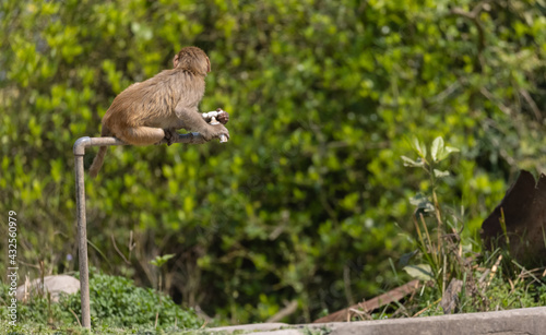 Rhesus macaque (Macaca mulatta) or Indian Monkey tring to drink water from dry water tab in the forest.