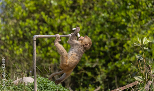 Rhesus macaque (Macaca mulatta) or Indian Monkey tring to drink water from dry water tab in the forest.