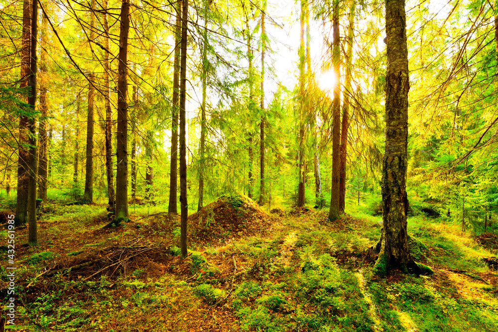 The sun shines through the trees in the spruce forest next to the anthill on a clear autumn day