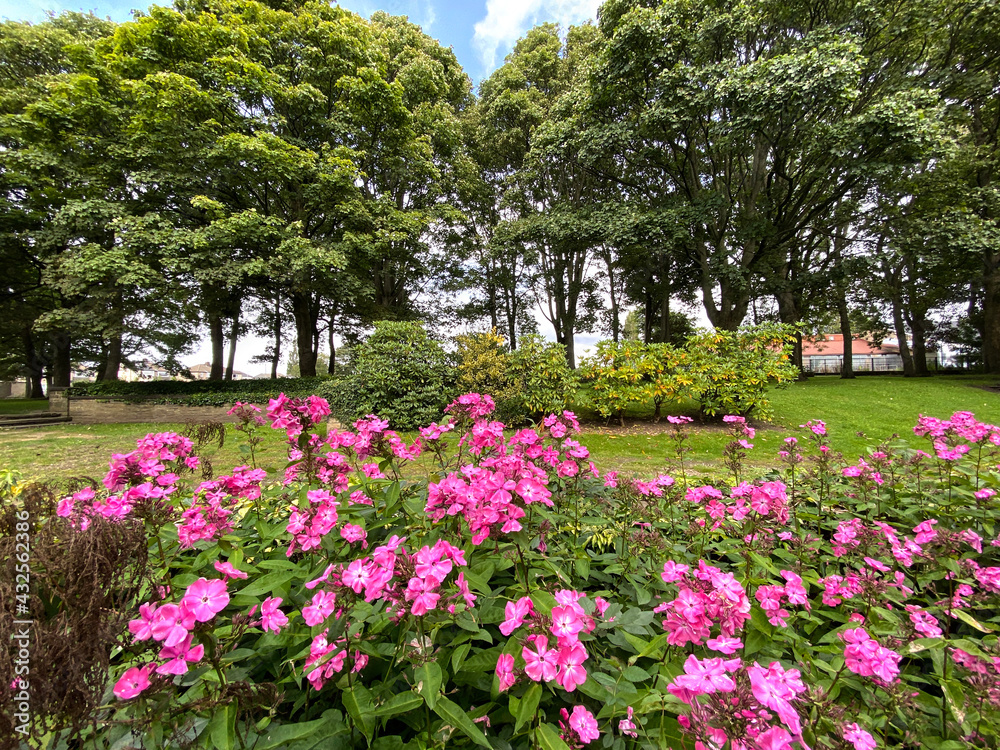 Deep pink flowers, in a lawn setting, with old trees, and bushes, on a cloudy day in Bradford, Yorkshire, UK Deep pink flowers, in a lawn setting, with old trees, and bushes, on a cloudy day in Bradford, Yorkshire, UK