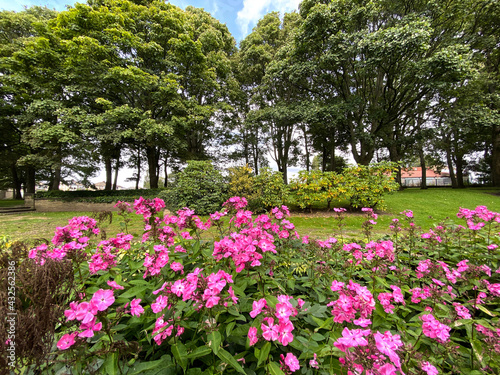 Deep pink flowers, in a lawn setting, with old trees, and bushes, on a cloudy day in Bradford, Yorkshire, UK