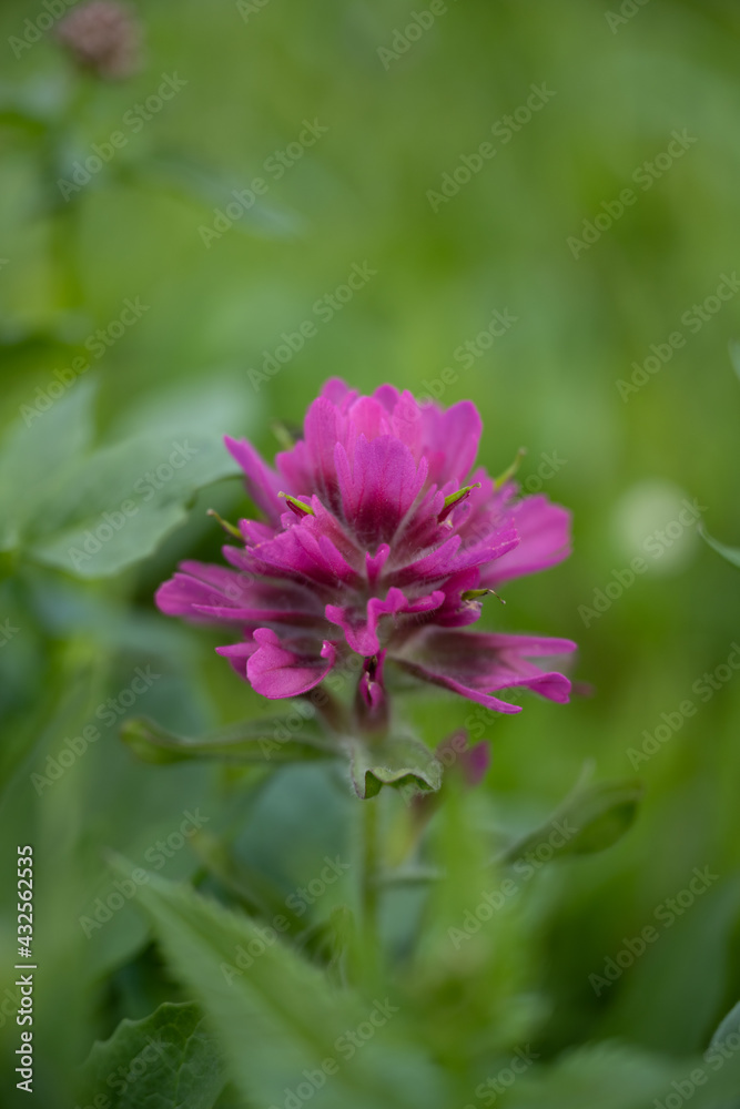 Purple Indian Paintbrush Bloom in Wildflower Field Purple Indian Paintbrush Bloom in Wildflower Field
