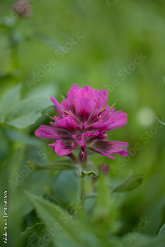 Purple Indian Paintbrush Bloom in Wildflower Field