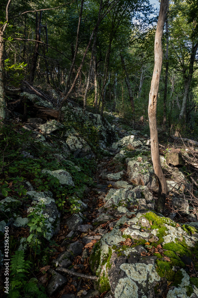 Rocky Trail Through Boulder Field and Forest