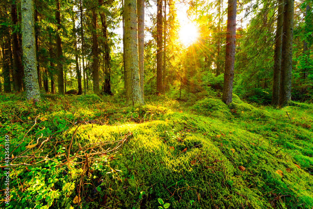 Obraz premium Sunset in the spruce forest