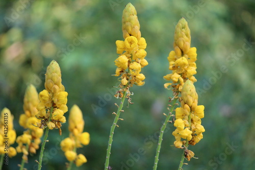 beautiful yellow wild flower in nature
Scotch Broom Is A Perennial Leguminous Shrub Wild Plant With Yellow Flowers photo