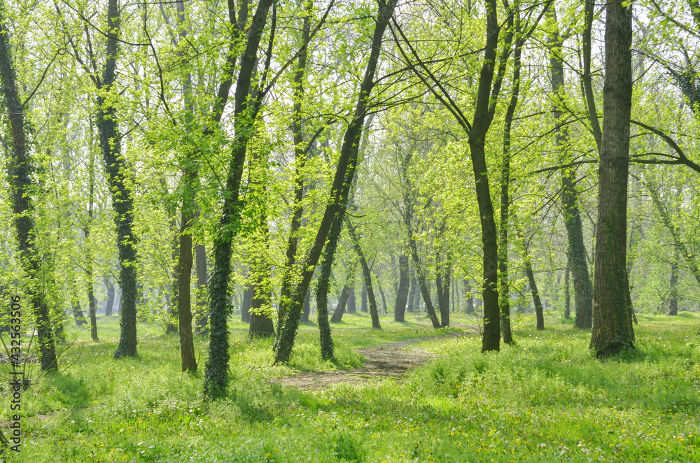 Trees and green grass in the park. Forest in the park in spring. Trees and green grass in the park. Forest in the park in spring.