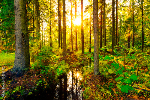 The sun shines through the trees in the spruce forest beside the stream flows