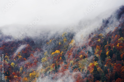 The upcoming cloud covers the autumn forest at the top of the mountain © Gorart