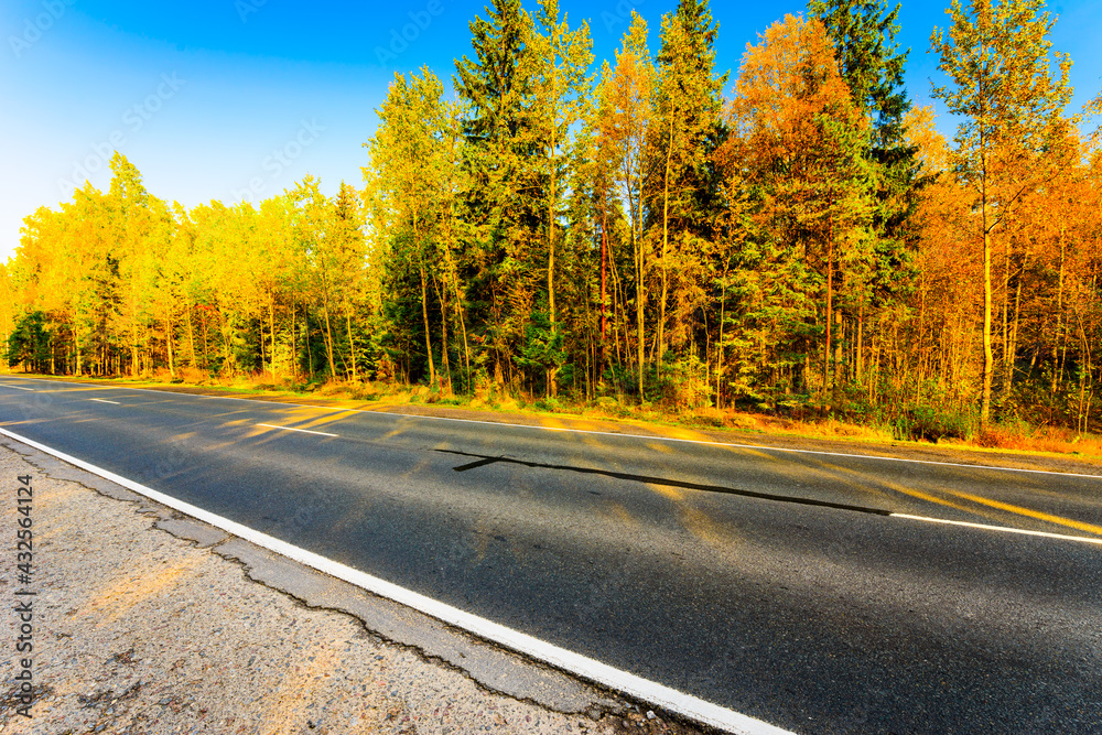 Fototapeta premium Autumn country road passing through a forest lit by the sun. View from the road