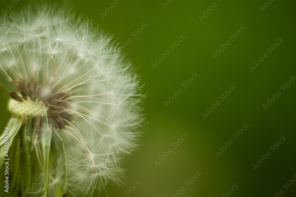 Fototapeta premium Abstract background dandelion close-up. Shallow depth of field.