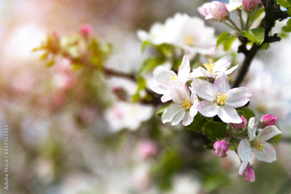 Pink flowers of blooming apple tree in spring, close-up. Sunny day in nature outdoors. 