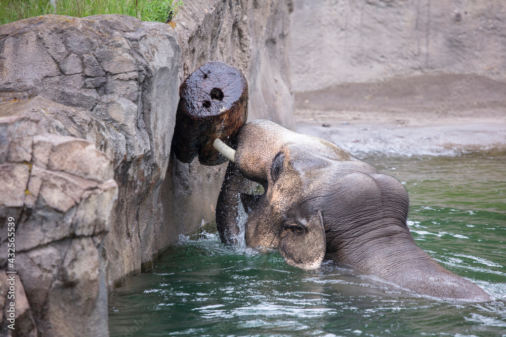 Fototapeta premium Asian elephant playing in water