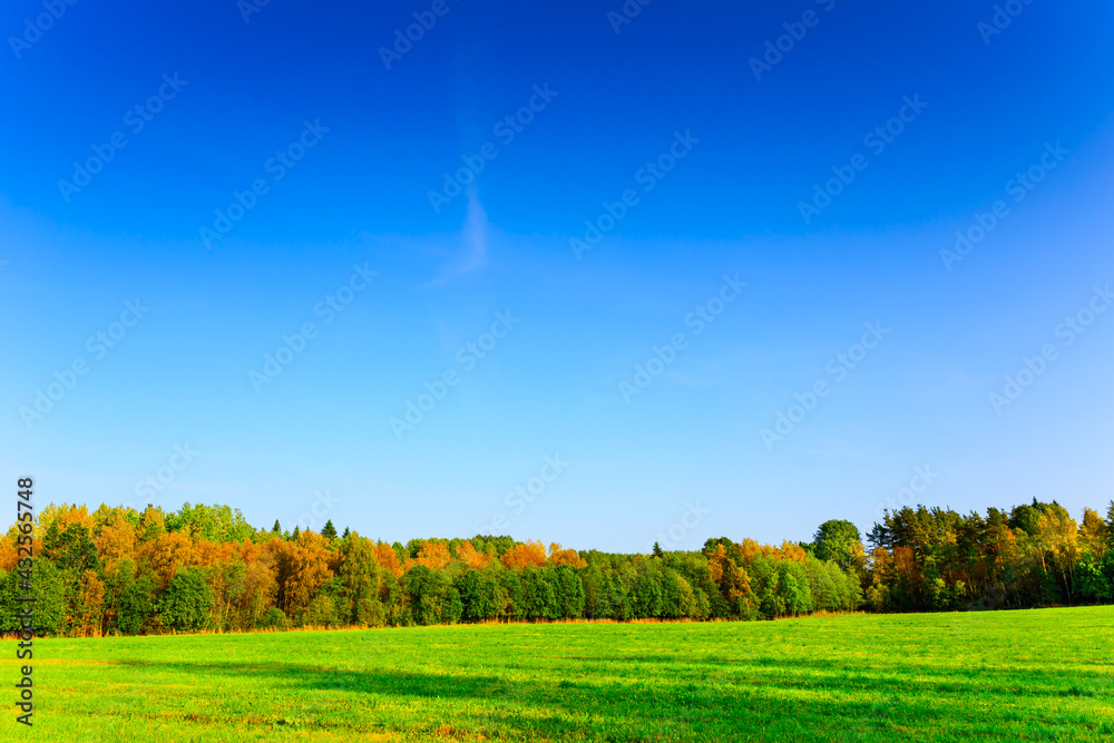 Field in an autumn forest on the blue sky background