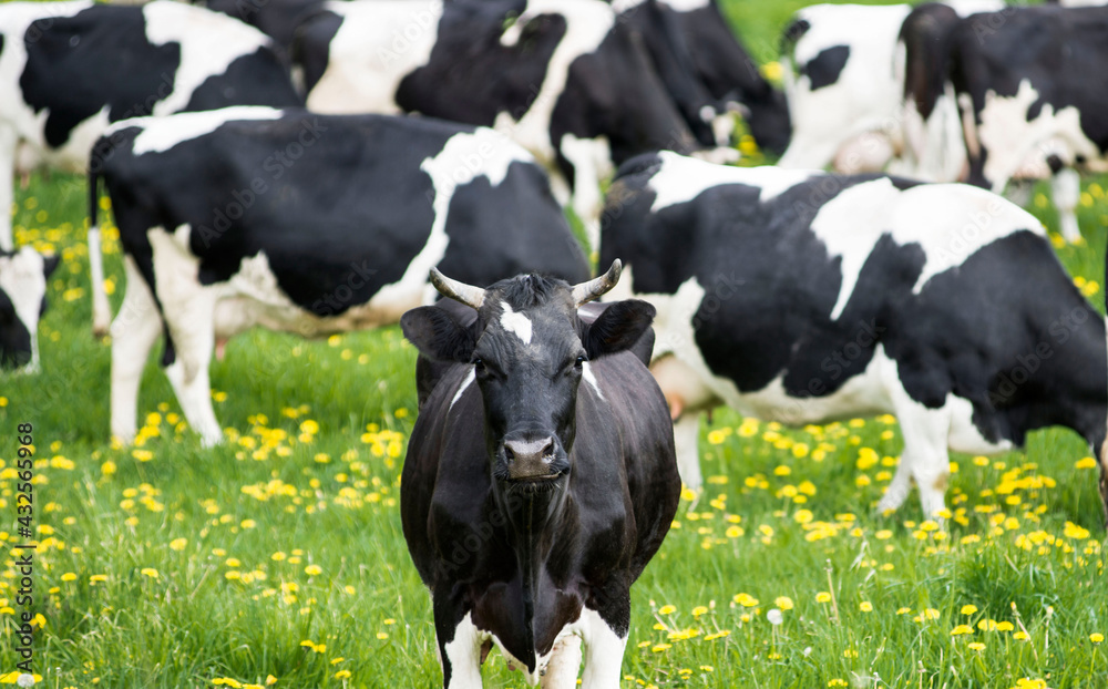 Cows grazing in the meadow Cows grazing in the meadow