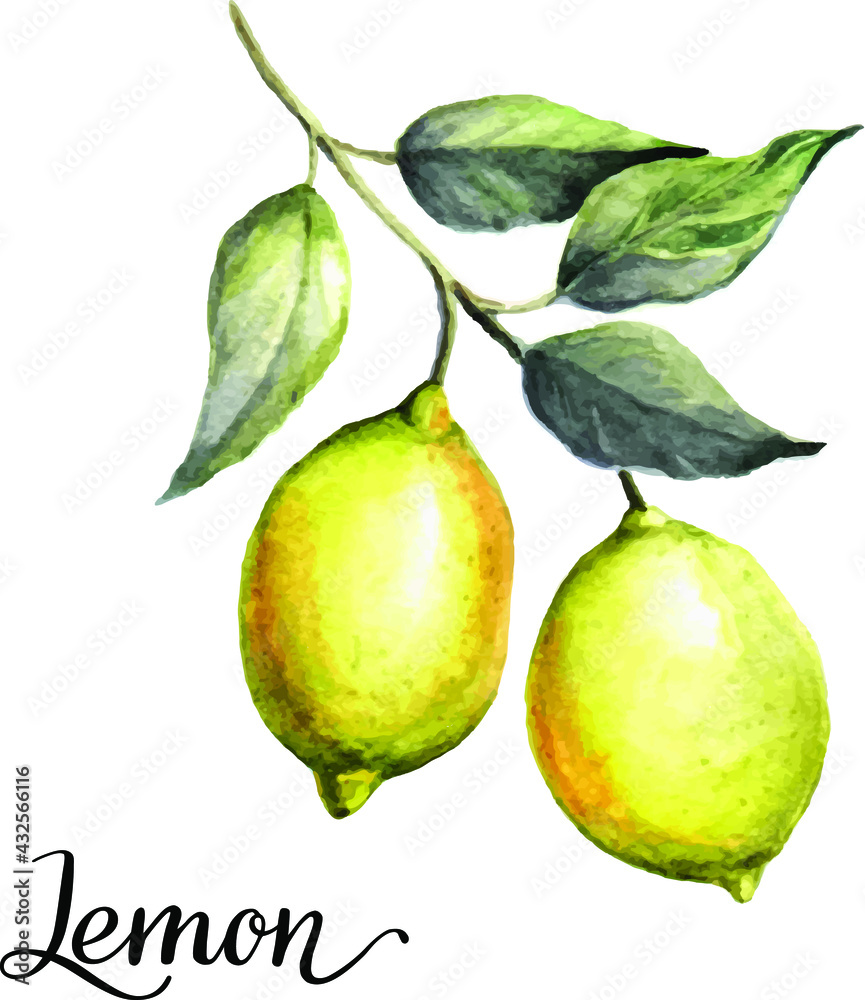 Yellow lemons on a green twig Yellow lemons on a green twig