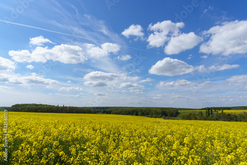 petits nuages blancs sur sur champ de colza en fleur