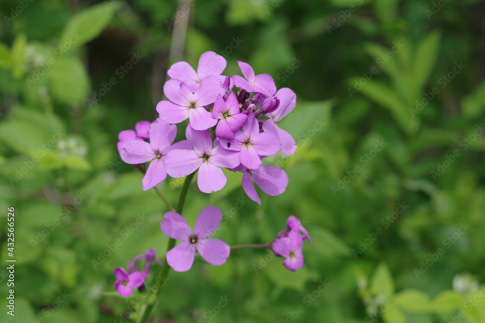 A purple woodland wildflower, Hesperis Herbaceous, Dame's Rocket growing in a meadow along a hiking trail in New Jersey