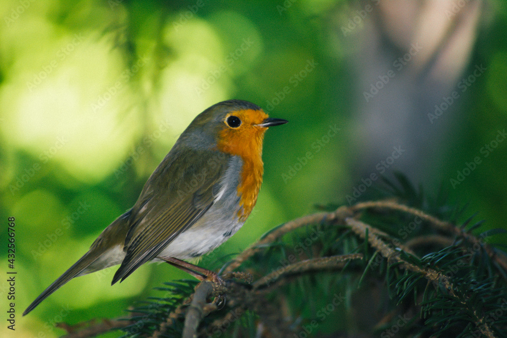 Close-up robin bird. Green leaves, tree branches and bird. A robin bird on the branch of the tree. The voice of the birds. Colorful tiny bird. Close-up robin bird. Green leaves, tree branches and bird. A robin bird on the branch of the tree. The voice of the birds. Colorful tiny bird.