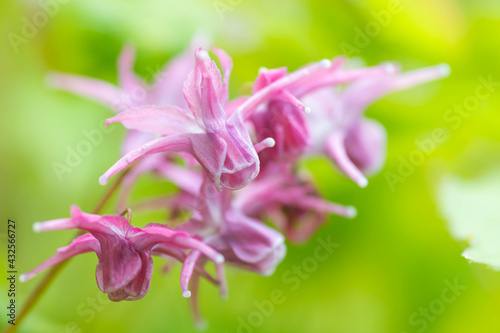 イカリソウの花