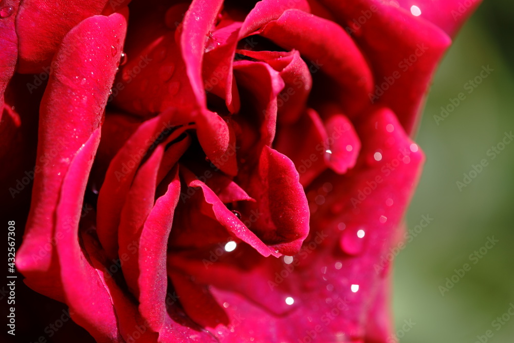 Naklejka premium The roses are in bloom in our garden