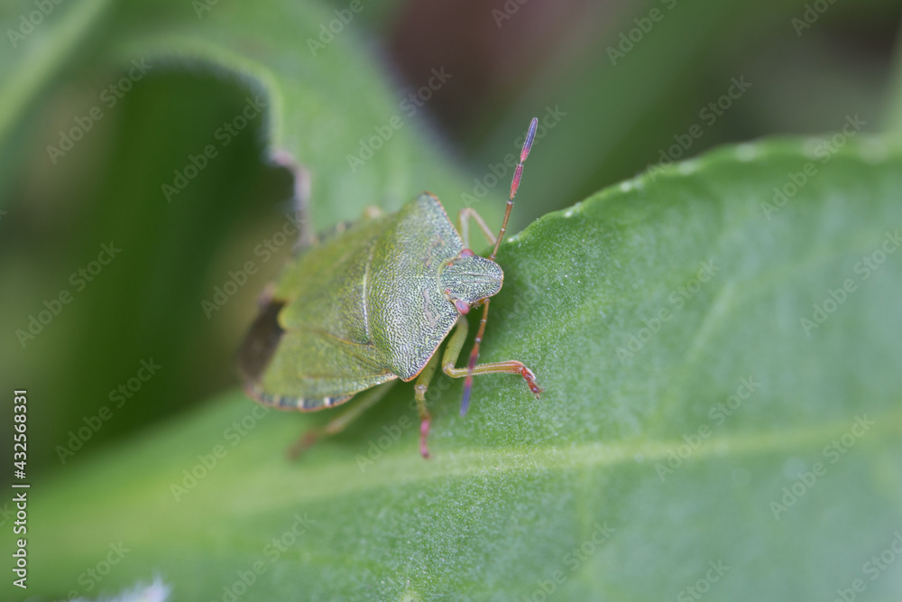 Common green shield bug, shieldbug, Palomena prasina or stink bug resting on a green leaf in springtime, close-up view of head and antennae Common green shield bug, shieldbug, Palomena prasina or stink bug resting on a green leaf in springtime, close-up view of head and antennae