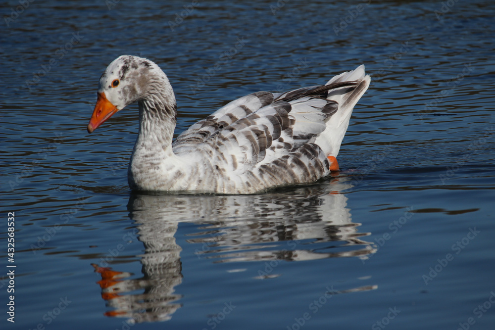 Geese with reflection Geese with reflection